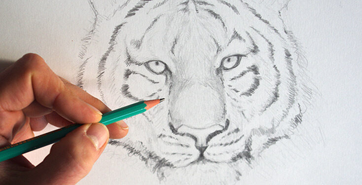 Dessiner-un-tigre-dessin-creation.jpg